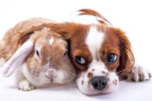Cute dog and bunny